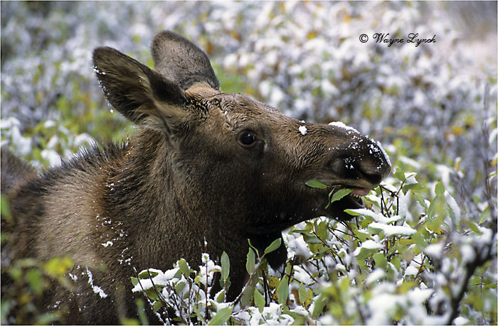 Browsing Moose Calf 115 by Dr. Wayne Lynch &copy;